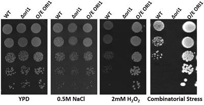 Functional Characterization of a Novel Oxidative Stress Protection Protein in the Pathogenic Yeast Candida glabrata